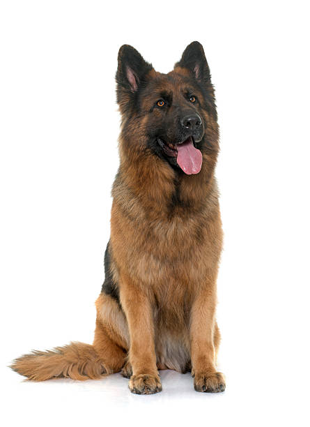 istock adult german shepherd 542965840