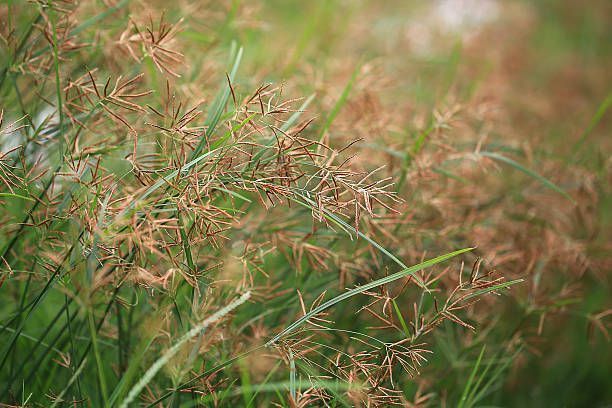 Seed of Cyperus rotundus Cyperus rotundus (coco-grass,Java grass,nut grass,purple nut sedge or purple nutsedge,red nut sedge,Khmer kravanh chruk) is a species of sedge (Cyperaceae) native to Africa, southern and central Europe (north to France and Austria), and southern Asia. sedge stock pictures, royalty-free photos & images