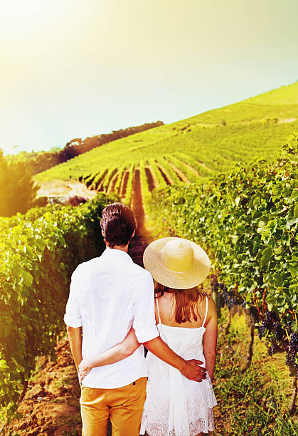 istock Backview of young couple walking through beautiful, sunny  vineyard 542966452