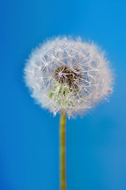 istock Blowing fluffy Dandelion seeds, blue background 542966570