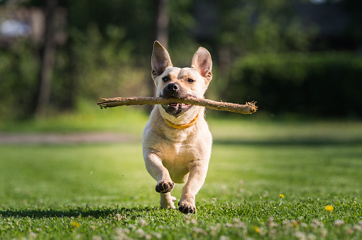 Cute little dog playing with a stick