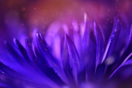 Macro of purple blue Chrysanthemum Flower