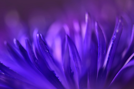 Macro of purple blue Chrysanthemum Flower