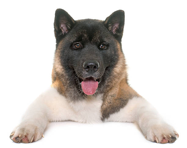 istock young american akita 542967388
