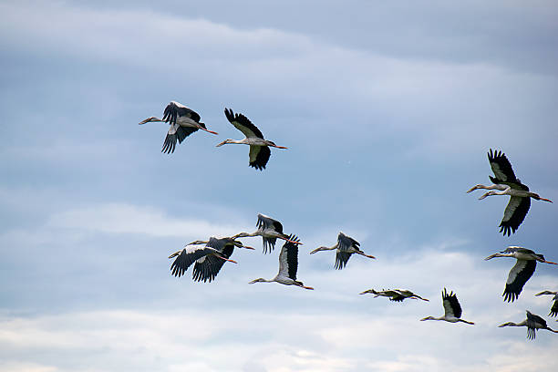 istock Open-billed stork or Asian openbill Bird group flying on sky 542967746