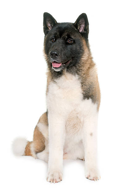 istock young american akita 542967782