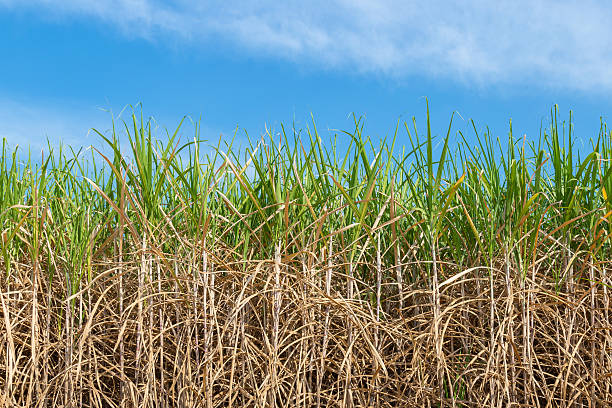 istock Sugar cane on field agriculture in thailand. 542968868