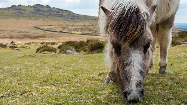 istock Dartmoor pony grazing grass on the moors 542969764