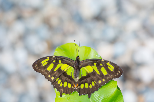 Closeup of a tropical butterfly with green spots