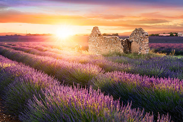 istock Lavender in Provence at sunset 542971812