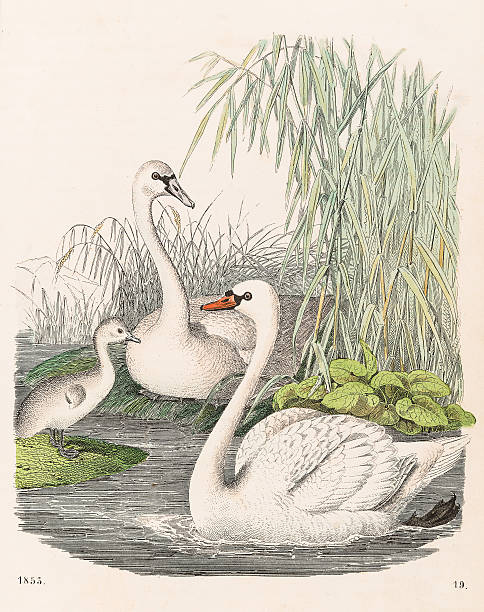 Book of the World 1853