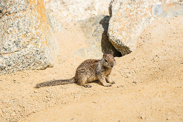 istock Squirrel at 17 Mile Drive in Pebble Beach California. 542972058