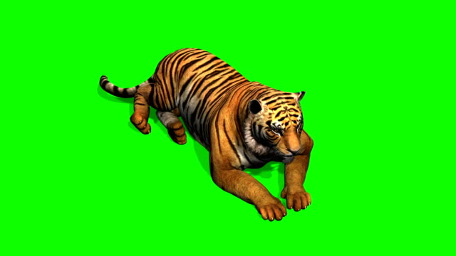 tiger walks on green screen Free Stock Video Footage Download Clips tiger