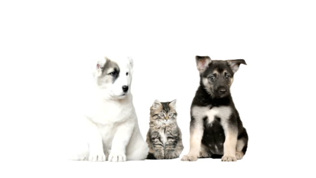 two dogs and a cat on a white background