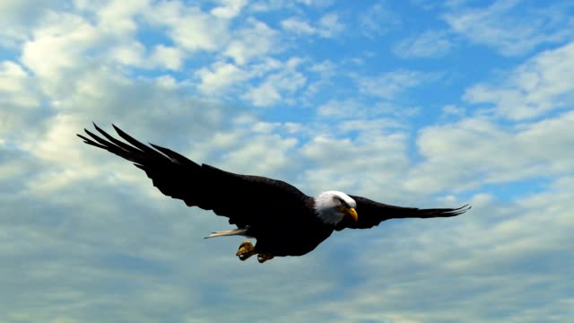 Bald Eagle Flight in the sky - Close-Up