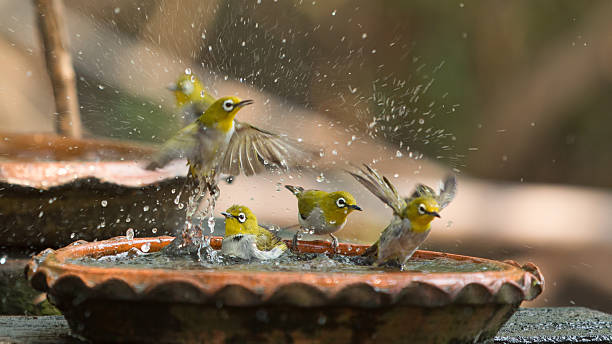 Cute birds bathe in a small pot stock photo