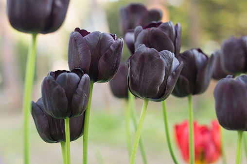 Black Gothic tulip, this is a Triumph Tulip, dark purple