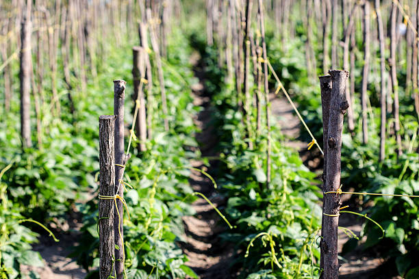 istock beans in the garden 543042160