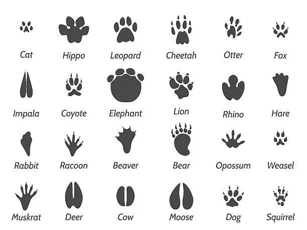 ilustraciones, imágenes clip art, dibujos animados e iconos de stock de huellas de animales de vida silvestre - dedo del pie animal