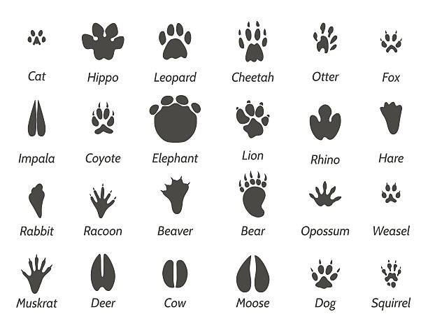 Wildlife animals footprints Wildlife animals black footprints set on white background with signs. Vector icons set animal toe stock illustrations