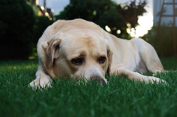 istock Abandoned dog waiting for his owner 543044540
