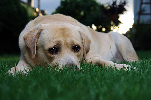 istock Abandoned dog waiting for his owner 543044590