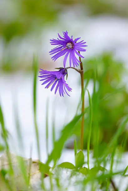 Small flower of spring, taken in Montgirod, commune of Aime la Plagne in Savoie.
