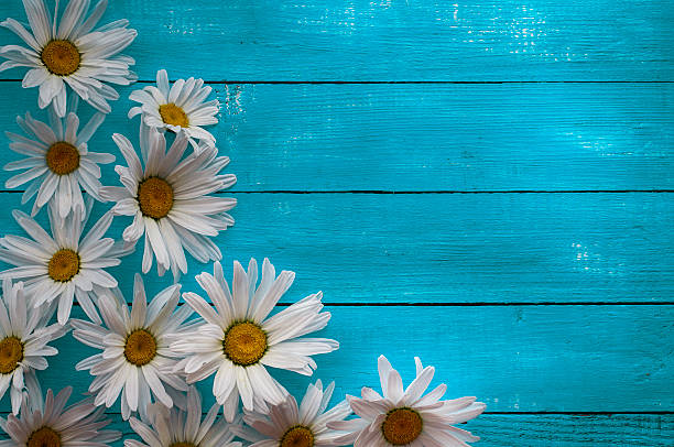 istock Wooden horizontal blue background with daisies 543047342