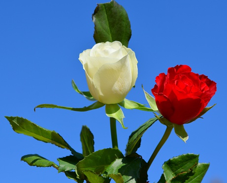 Two roses close up. One red and one white rose against a clear blue sky.