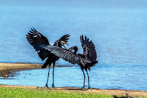 African openbill in Kruger National park, South Africa Specie Anastomus lamelligerus family of Ciconiidae african openbill anastomus lamelligerus stock pictures, royalty-free photos & images
