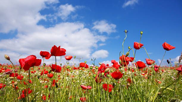 istock Red poppies against the blue sky. 543049196