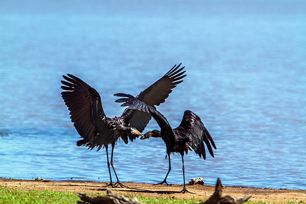 African openbill in Kruger National park, South Africa Specie Anastomus lamelligerus family of Ciconiidae african openbill anastomus lamelligerus stock pictures, royalty-free photos & images
