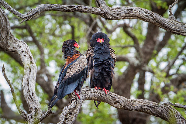 istock Bateleur Eagle in Kruger National park, South Africa 543049976