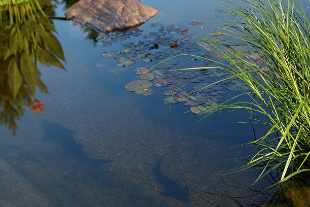 kamienie w strumieniu z płynną, płynną wodą - stone rock river pebble zdjęcia i obrazy z banku zdjęć