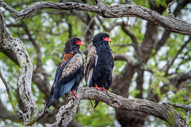 istock Bateleur Eagle in Kruger National park, South Africa 543050326