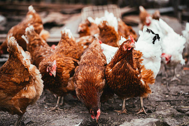 istock chicken and rooster walking around the yard 543051388