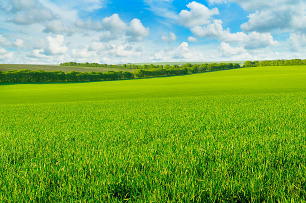 istock green field and blue sky 543051442