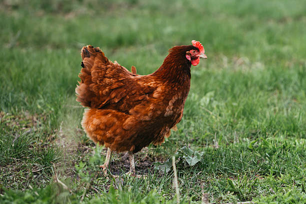 istock rustic chicken brown coloring on a background of grass 543051720