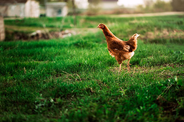 istock rustic chicken brown coloring on a background of grass 543051922
