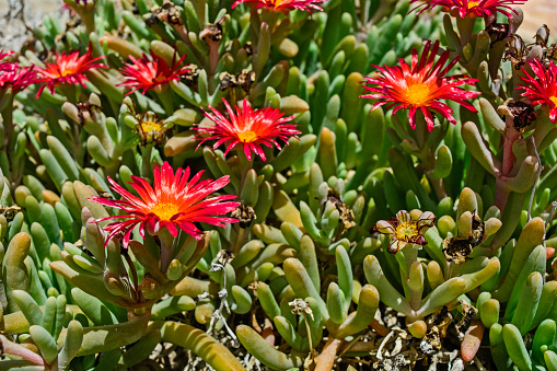 Beautiful cactus plant of the genus Delosperma bloom in defying the scorching summer sun.