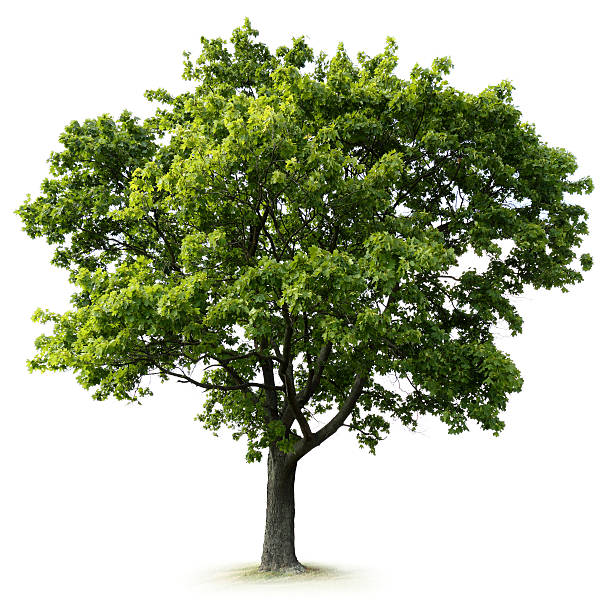tree - freisteller – neutraler hintergrund stock-fotos und bilder
