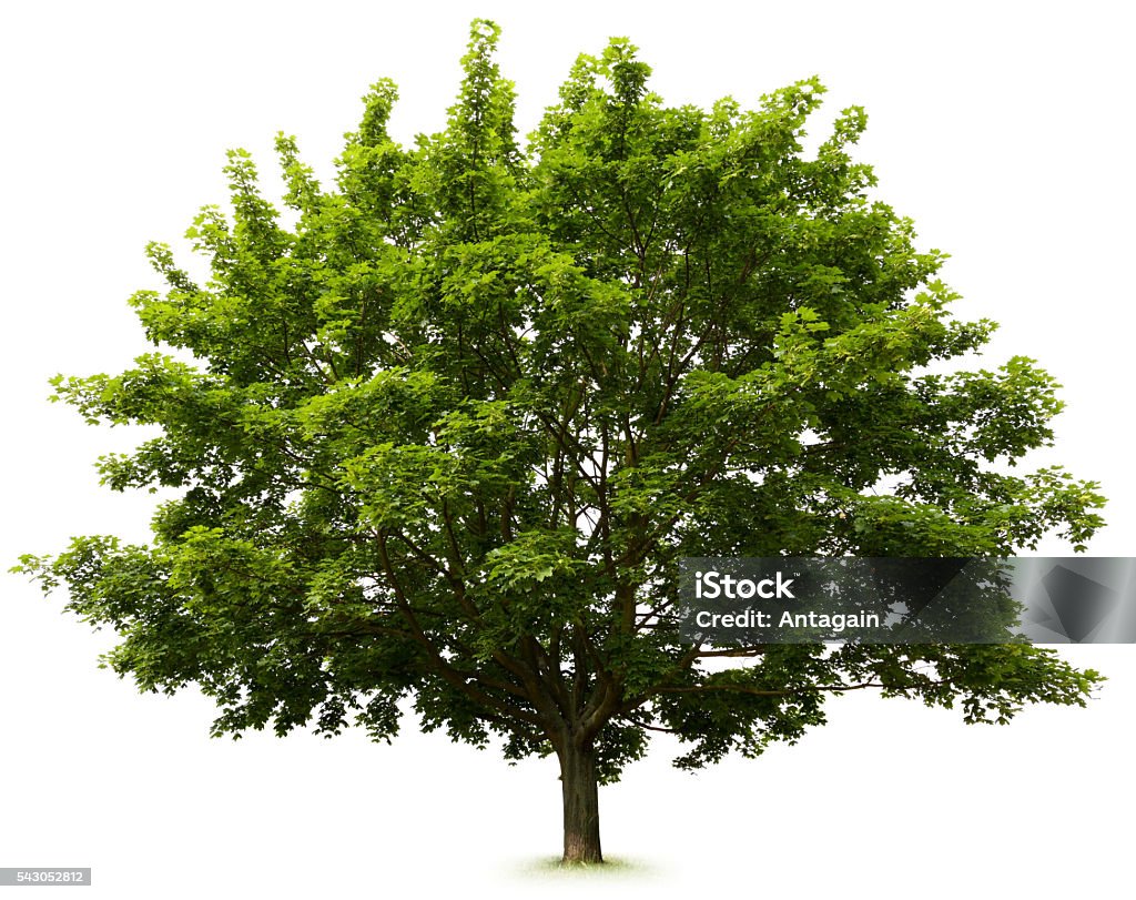 Tree Tree: Maple Tree Tree Stock Photo