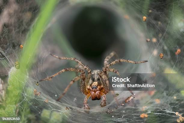 Labyrinth Or Funnelweb Spider Stock Photo - Download Image Now