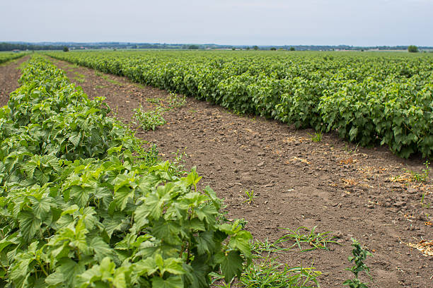 istock Large field of blackcurrants ready for harvest 543053472