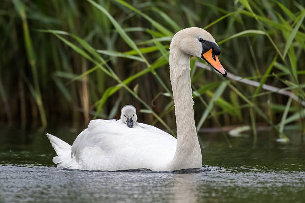 cisne mudo (cygnus olor) con cygnet montado en la espalda - cisne blanco comun fotografías e imágenes de stock