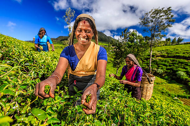 tamil donne pizzicare le corde di foglie di tè su plantation, sri lanka - tea pickers foto e immagini stock