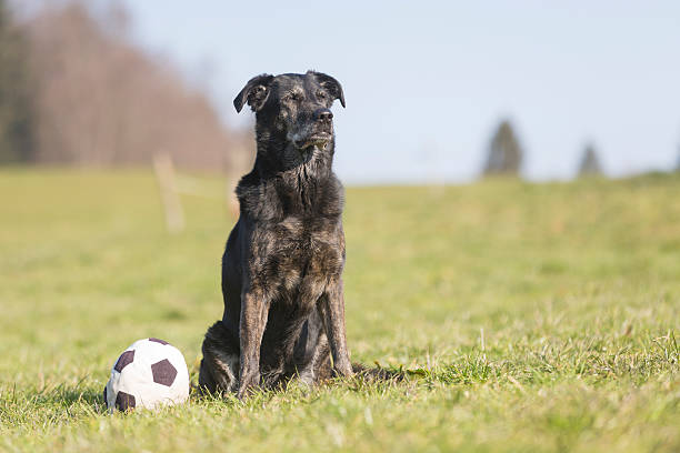 labrador - black labrador black dog retriever zdjęcia i obrazy z banku zdjęć