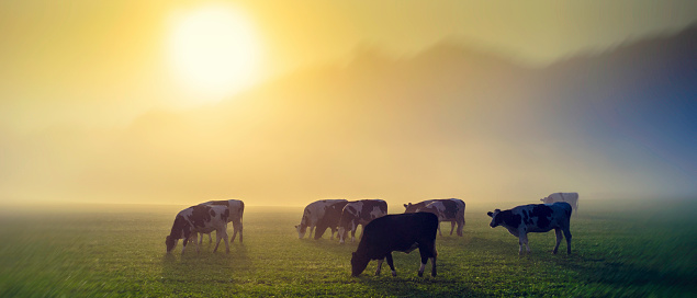 Panoramic shot of cows on pasture at sunrise, back light.