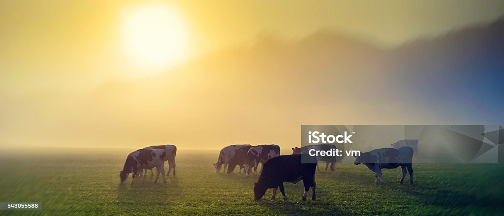 Cows in a meadow at sunrise Panoramic shot of cows on pasture at sunrise, back light. Domestic Cattle Stock Photo