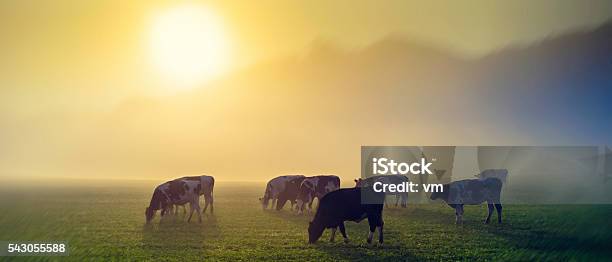 Cows In A Meadow At Sunrise Stock Photo - Download Image Now - Domestic Cattle, Cow, Cattle